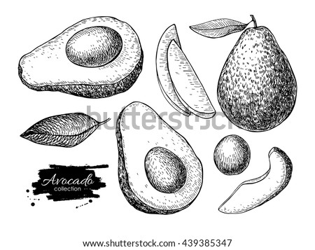 Vector hand drawn avocado set. Whole avocado, sliced pieces, half, leaf and seed sketch. Tropical summer fruit engraved style illustration. Detailed food drawing. Great for label, poster, print Royalty-Free Stock Photo #439385347