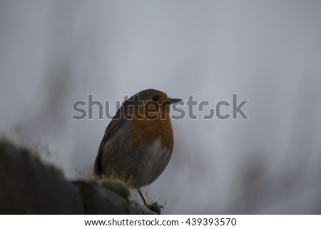 Robin Red Breast (Erithacus rubecula) spotted outdoors in Dublin, ireland