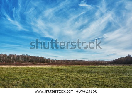 Field meadows and birch forest on a back background.