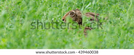 European hare (Lepus europaeus) wildlife in nature