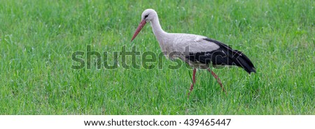 A white stork (Ciconia ciconia) hunting in a meadow by mouse and frog
