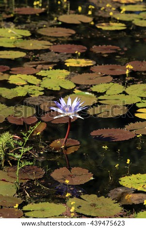 macro purple waterlily in sunlight in thailand
