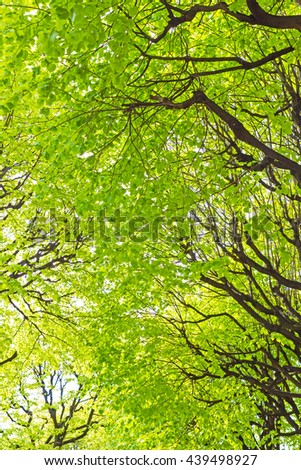 Nature spring summer background with green leaves branch and sunlight