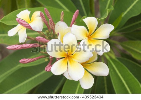 white frangipani tropical flower, plumeria flower blooming on tree, spa flower