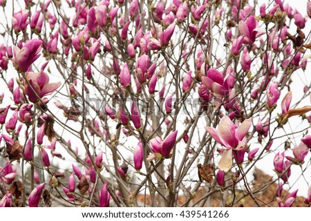 Pink flower on tree background,texture