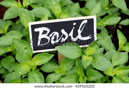 Basil leafs with a sign