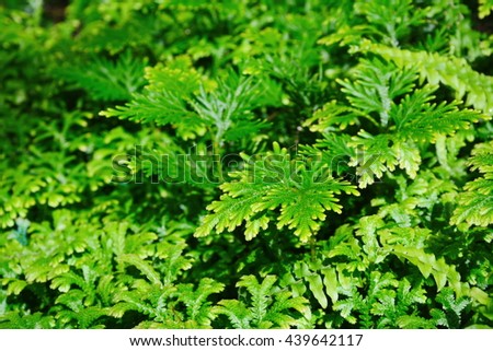 abstract green fern leaves background 