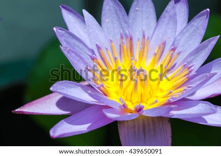 Violet Lotus Flower Closeup