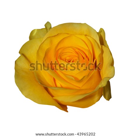 Yellow rose. Isolated on white, with clipping path.
