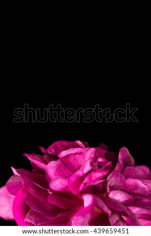 Pink Rose on a black background