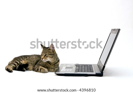 Home cat are surfing on the Internet