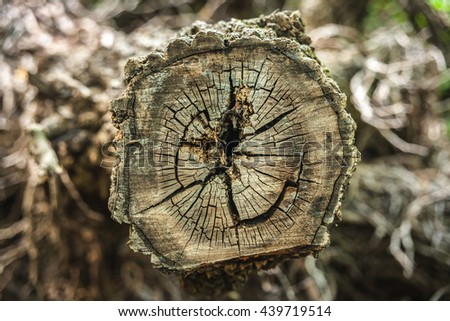 Vintage texture of cut tree