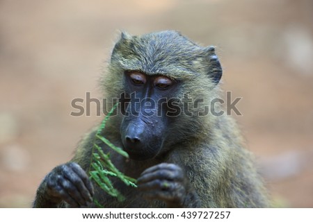 Olive baboon or Anubis baboon (Papio anubis) in Kibale national Park,Uganda