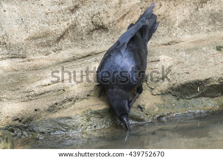 Black bird Crow Drinking water