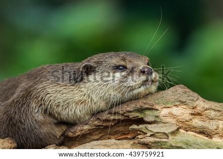 Oriental small-clawed otter, Asian small-clawed otter(selective focus).