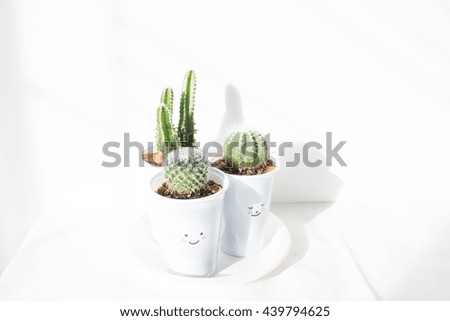 Cute little Cactus in white pot on white background. There Sunshine and shadow in the morning.