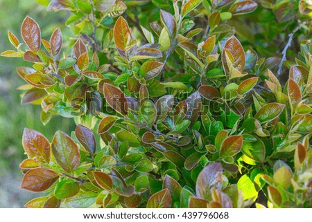 young shoots of shrub