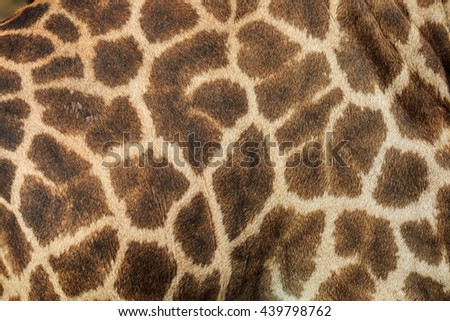Leather giraffe,leather,giraffe,textured skin of giraffe, textured skin .