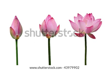 Lotus bud growth to Lotus in full bloom