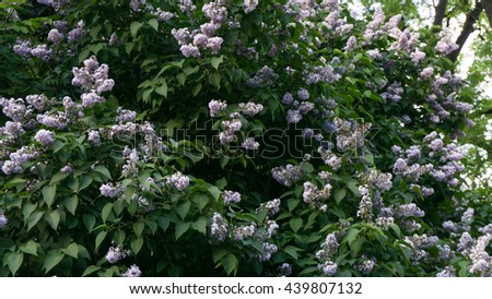 lilac flowers with the leaves