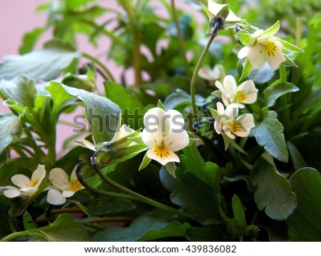 field pansy herb blossoming