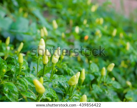 a selective focus picture of chili peppers on tree 
