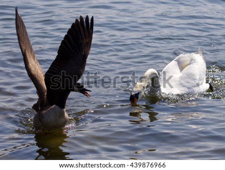 Beautiful isolated image of the Canada goose running away from the angry swan
