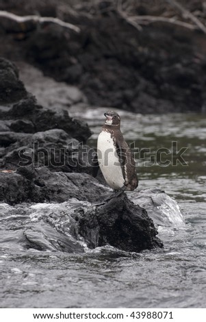 penguin, Galapagos island