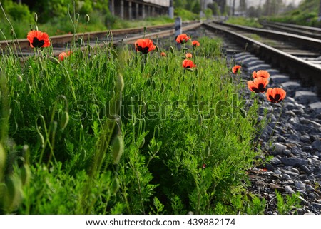 Amazing wild poppies growing near the railroad tracks, Armenia