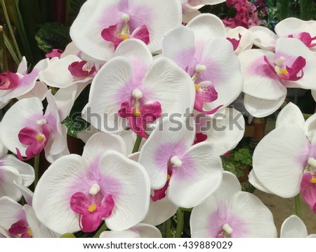 Artificial pink orchids background