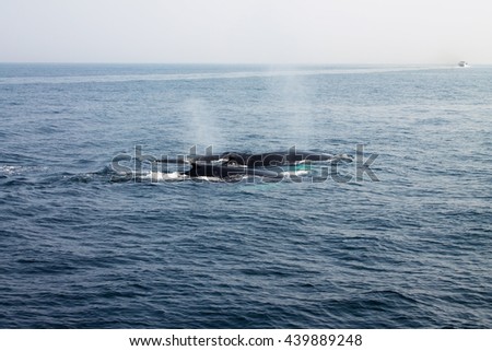 Whale blowing in Atlantic ocean. Picture taken from whale watching cruise in Gloucester. USA