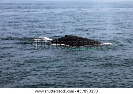 Whale blowing in Atlantic ocean. Picture taken from whale watching cruise in Gloucester. USA