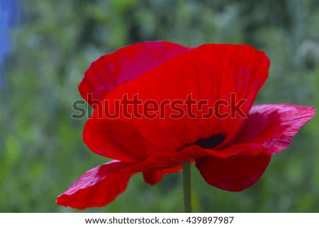 flowers red poppies