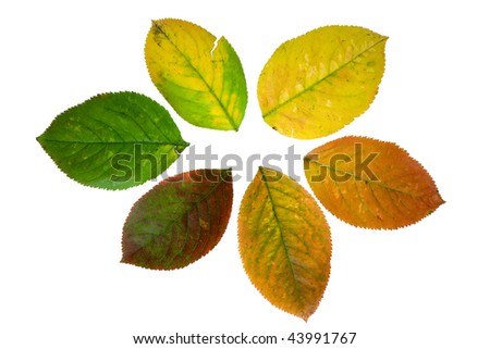 Rainbow leafs