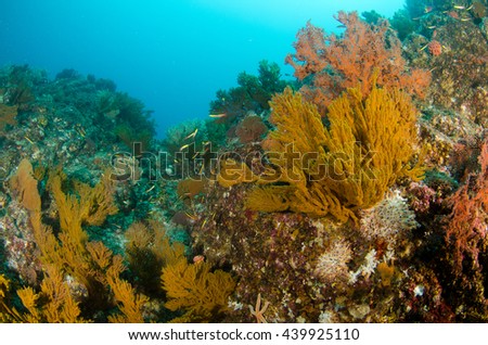 Coral reef scenics of the Sea of Cortes, Baja California Sur, Mexico. The world's aquarium.