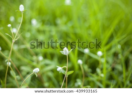 white grass flower blur for background.