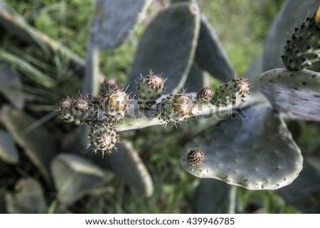 Green cactus flowers