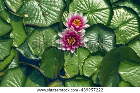 pink water lily flowers on a background of large green leaves