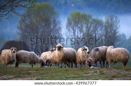 Flock of sheep in the morning fog in the summer mountains