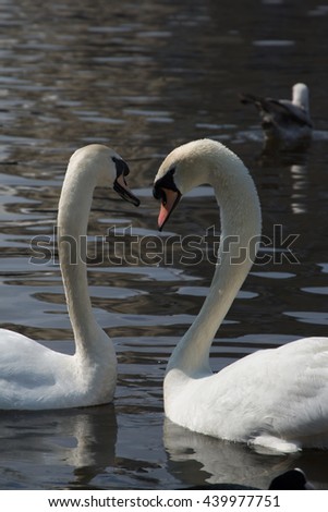Portrait of a swan, latin called Cygnini, at a lake.