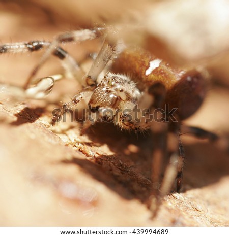 Spider detail