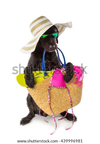 Funny summer black dog with summer accessories. Funny summer concept.