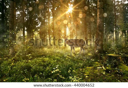 Sun shines into a fairytale forest Royalty-Free Stock Photo #440004652