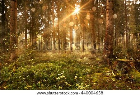 Sun shines into Forest Royalty-Free Stock Photo #440004658