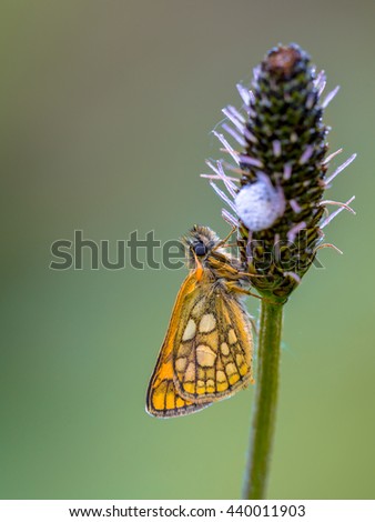 Sleeping Chequered skipper (Carterocephalus palaemon) on a plant in the early morning. It is widely distributed in northern and central Europe. Its range extends across Asia and North America.