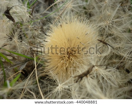 Fluffy wild flower