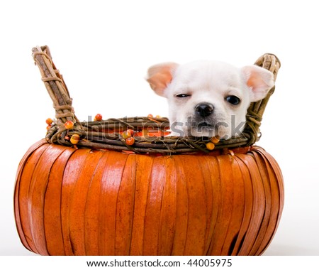 Tiny, white, chihuahua puppy sitting inside of an orange, wooden, pumpkin basket resting head on side of basket , peeking at camera with one eye open.  White background.