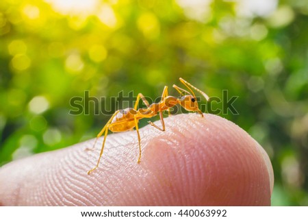 macro ant bite human finger in nature green background