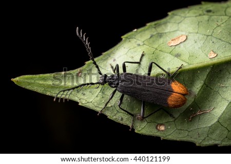 Bedbug sits on a leaf. Insecta /Hemiptera /Pyrrhocoridae /Pyrrhocoris apterus /the firebug in natural habitat, Bug in Dalat Vietnam