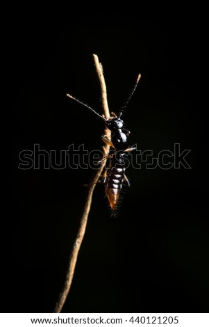 Bedbug sits on a leaf. Insecta /Hemiptera /Pyrrhocoridae /Pyrrhocoris apterus, Bug in Dalat Vietnam